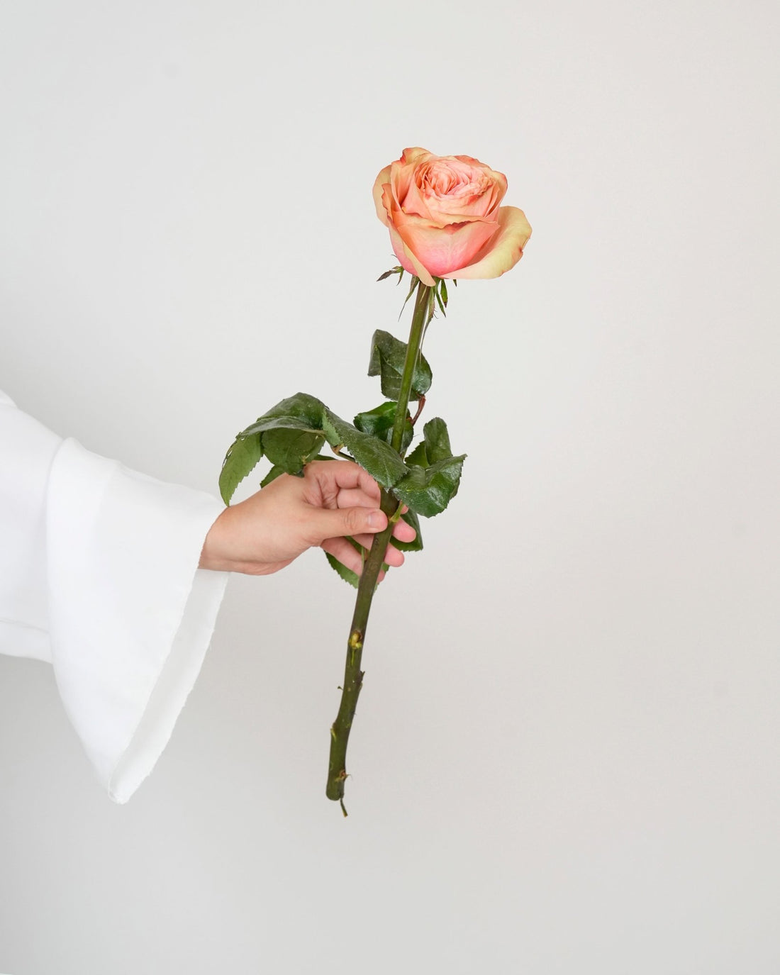 Rose Uhuru Kahala - 25 Stems - Laflora.ae