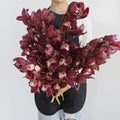 Cymbidium Orchids - Merlot Pink (1 Stem) - Laflora.ae