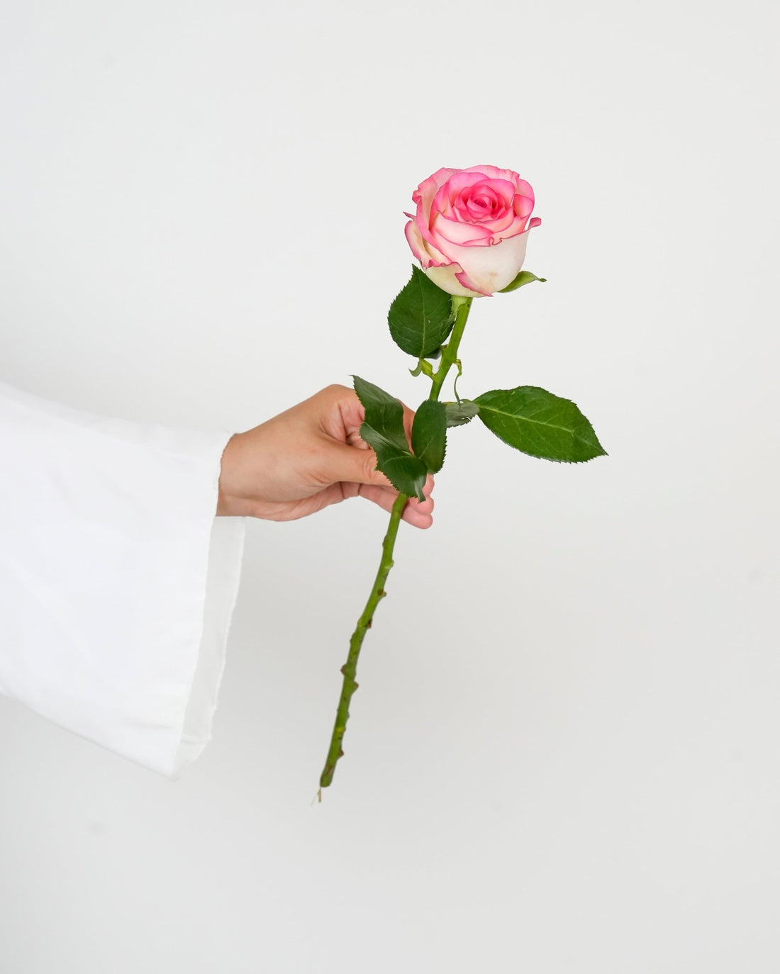 Pink & White Rose - Paloma - Laflora.ae