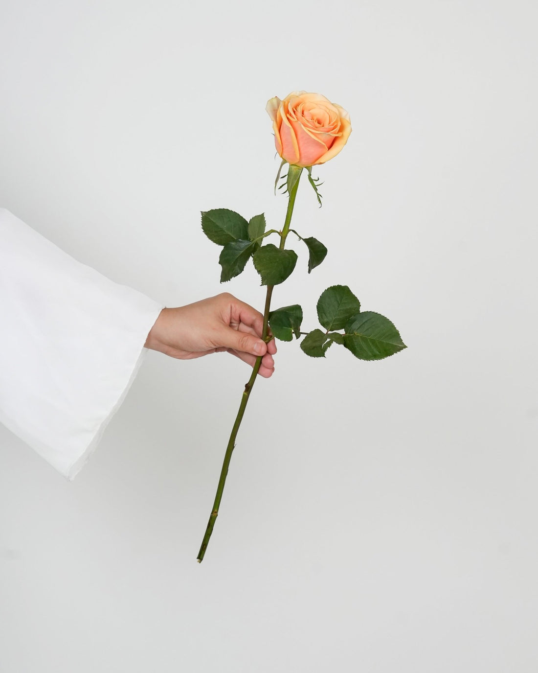 Rose - Peach Alchemy (10 Stems) - Laflora.ae