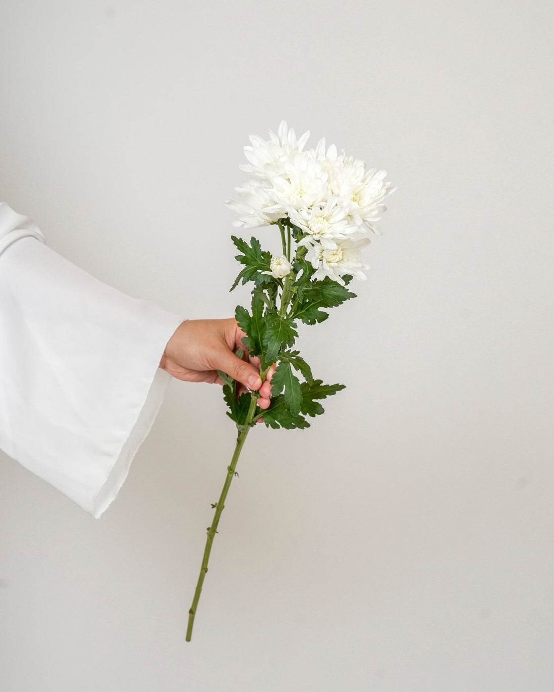 Chrysanthemum - Spray White - Laflora.ae