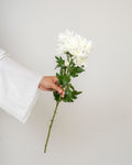 Chrysanthemum - Spray White - Laflora.ae
