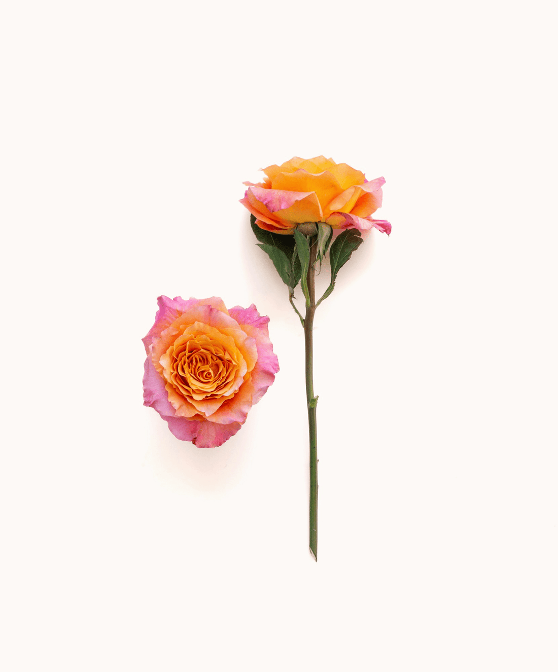 Free Spirit Rose - Premium - Laflora.ae