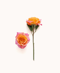Free Spirit Rose - Premium - Laflora.ae