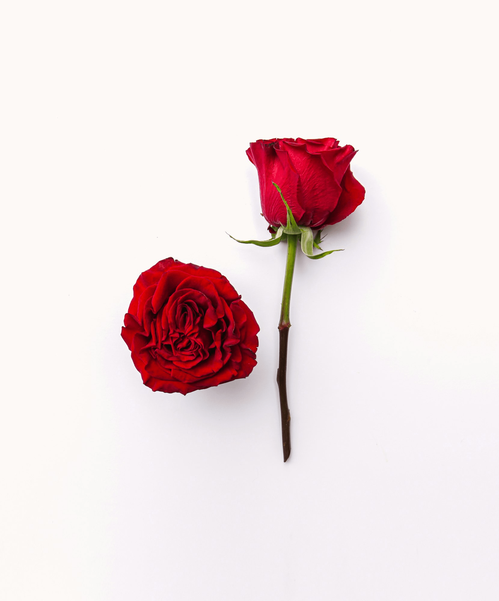 Rose Red Heart - Premium - Laflora.ae