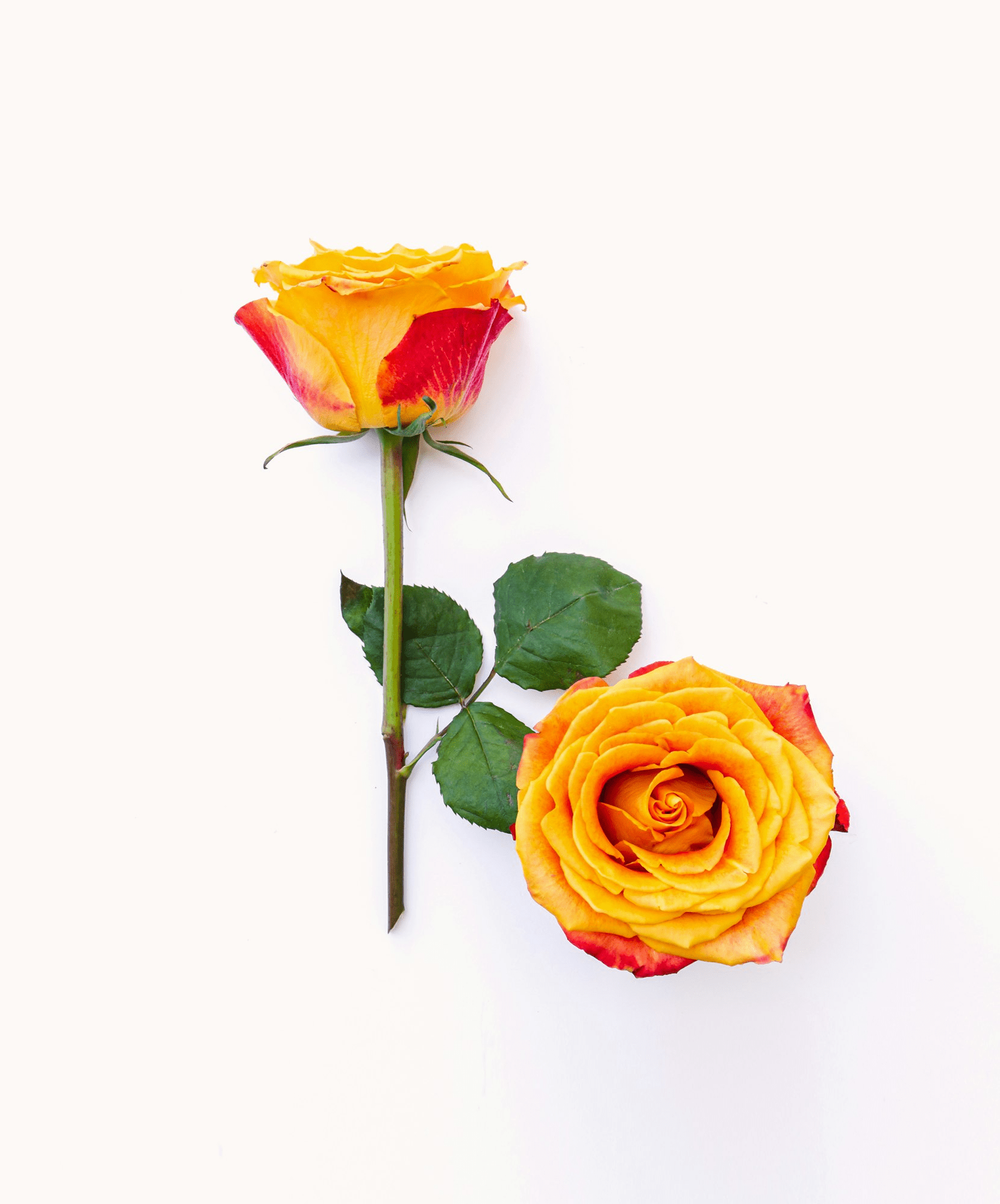 Silantoi Rose - Premium - Laflora.ae