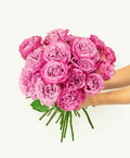 Queens Crown Rose - Premium - Laflora.ae