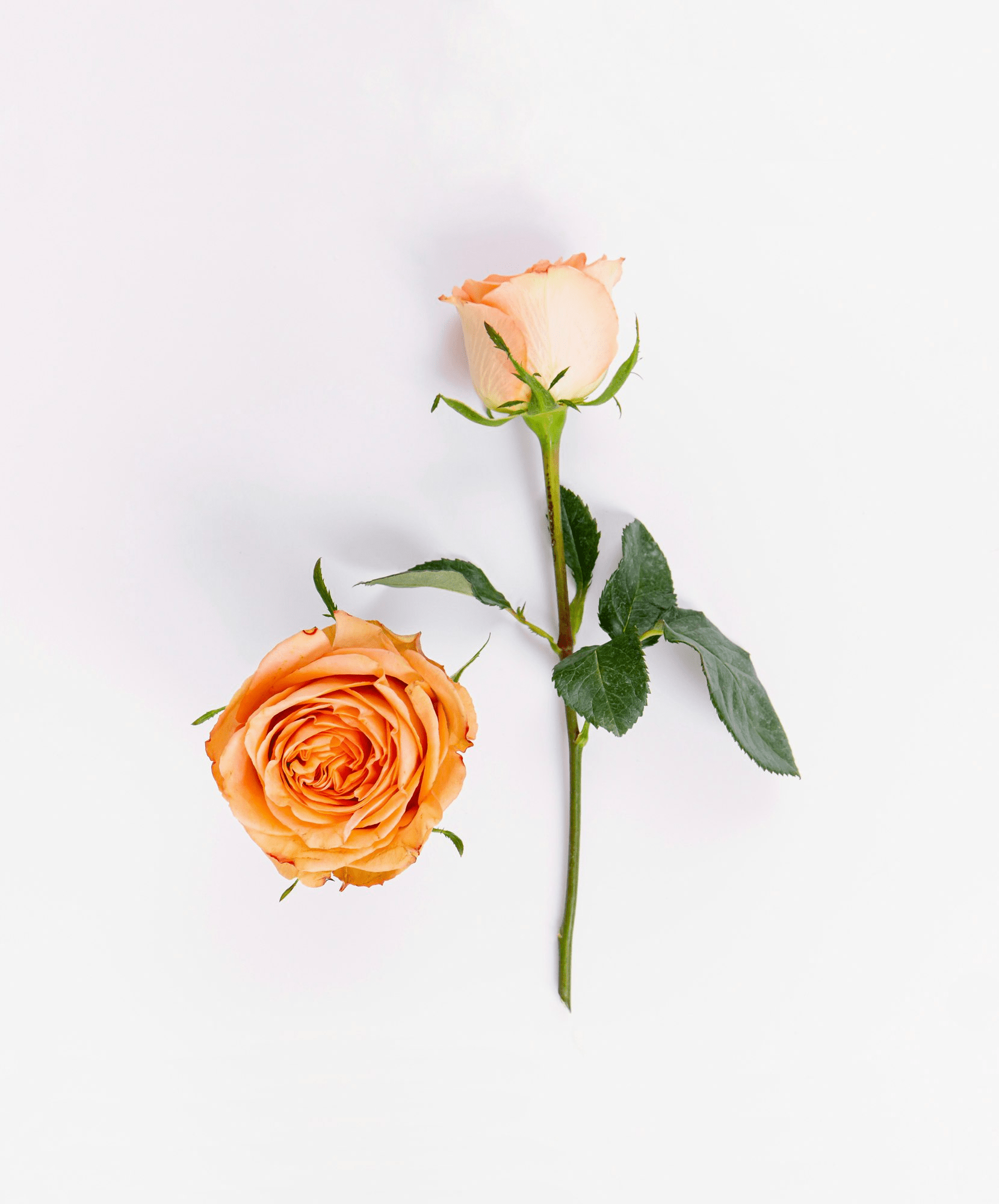 Princess Peach Rose - Premium - Laflora.ae