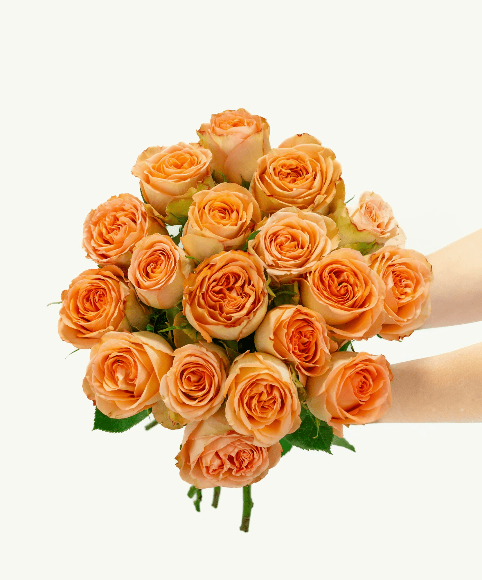 Princess Peach Rose - Premium - Laflora.ae