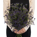 Limonium - Purple (10 Stems) - Laflora.ae
