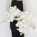 Phalaenopsis - White Orchid (1 Stem) - Laflora.ae