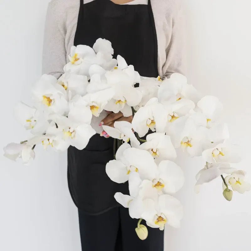 Phalaenopsis - White Orchid (1 Stem) - Laflora.ae