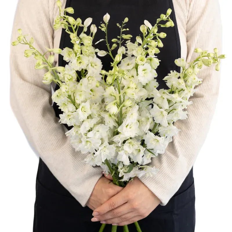 Delphinium - White (5 Stems) - Laflora.ae