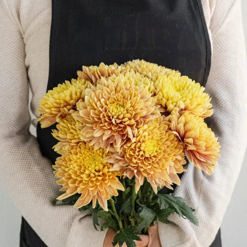 Chrysanthemum - Pumpkin (10 Stems) - Laflora.ae