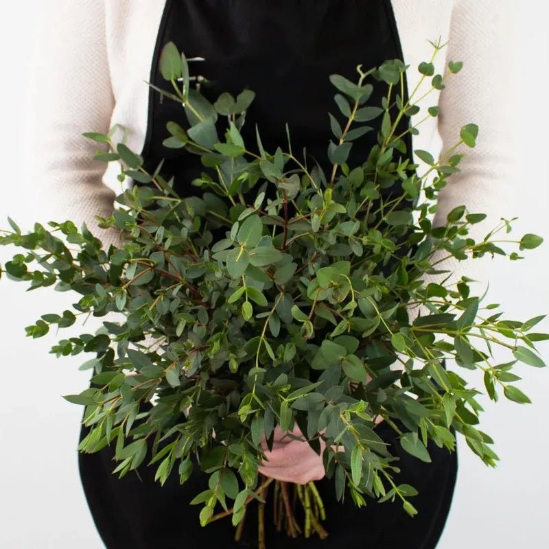 Eucalyptus - Parvifolia (2 Bunch) - Laflora.ae