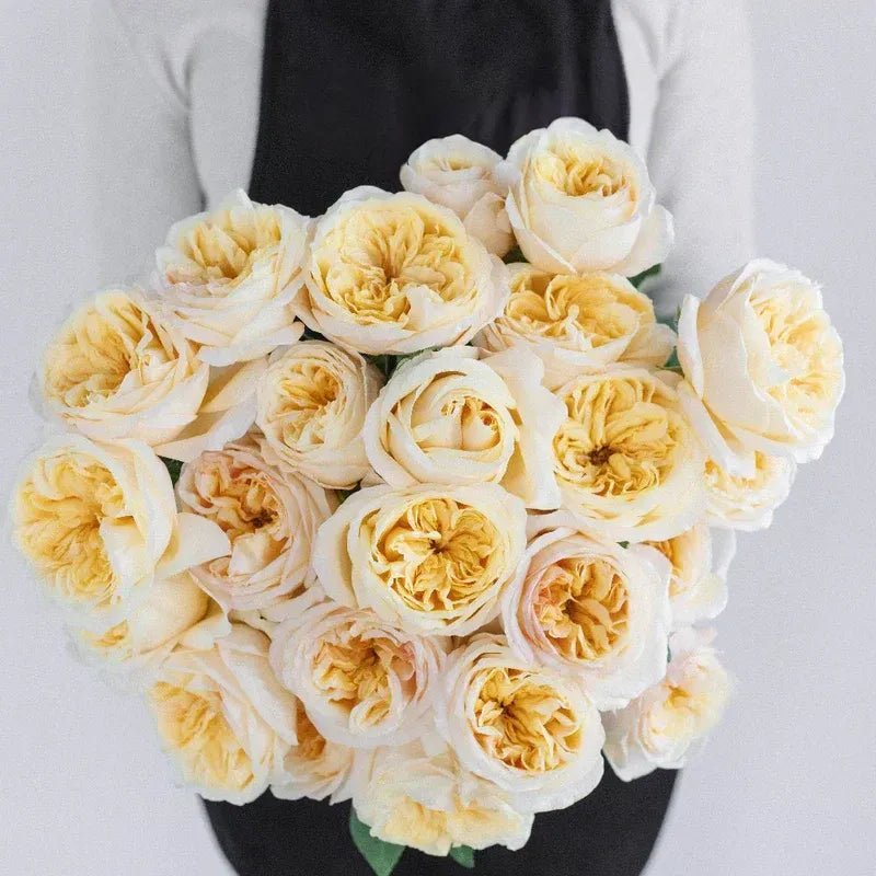 Garden Rose - Cream Juliet - Laflora.ae