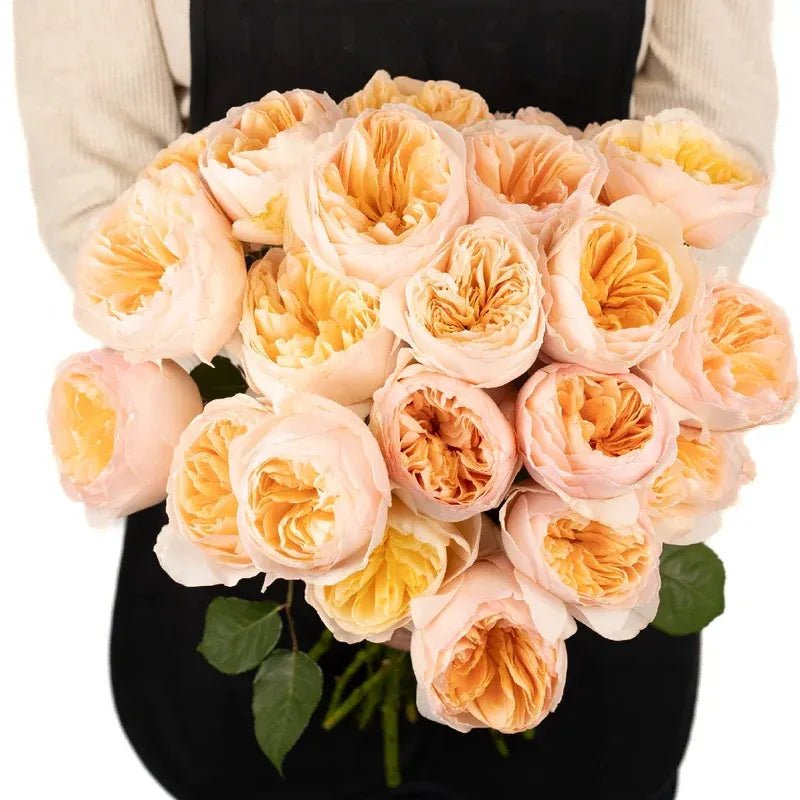 Garden Rose - David Austin Peach Juliet Ausgameson (12 Stems) - Laflora.ae