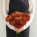 Chrysanthemum - Bronze Mum (10 Stems) - Laflora.ae