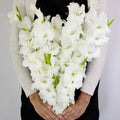 Gladiolus - White (10 Stems) - Laflora.ae