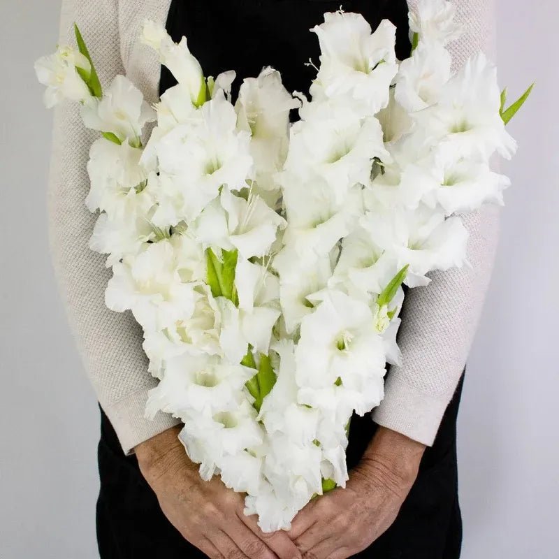 Gladiolus - White (10 Stems) - Laflora.ae
