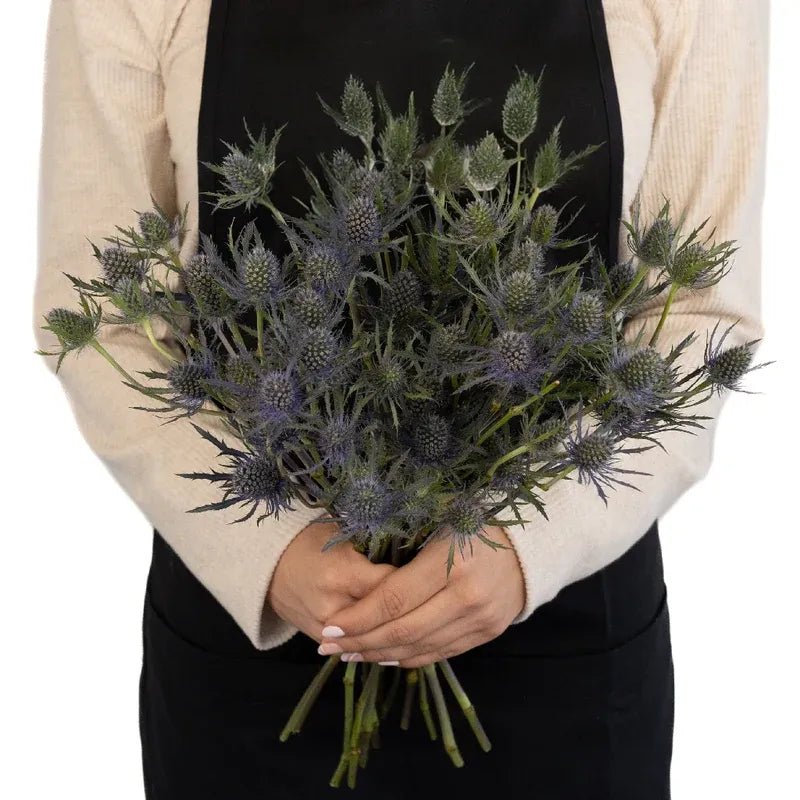 Eryngium - Blue Thistle (10 Stems) - Laflora.ae
