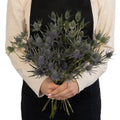 Eryngium - Blue Thistle (10 Stems) - Laflora.ae