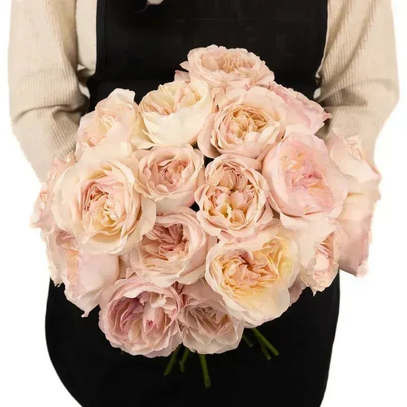 Garden Rose - David Austin Pink Cloud Constance (12 Stems) - Laflora.ae