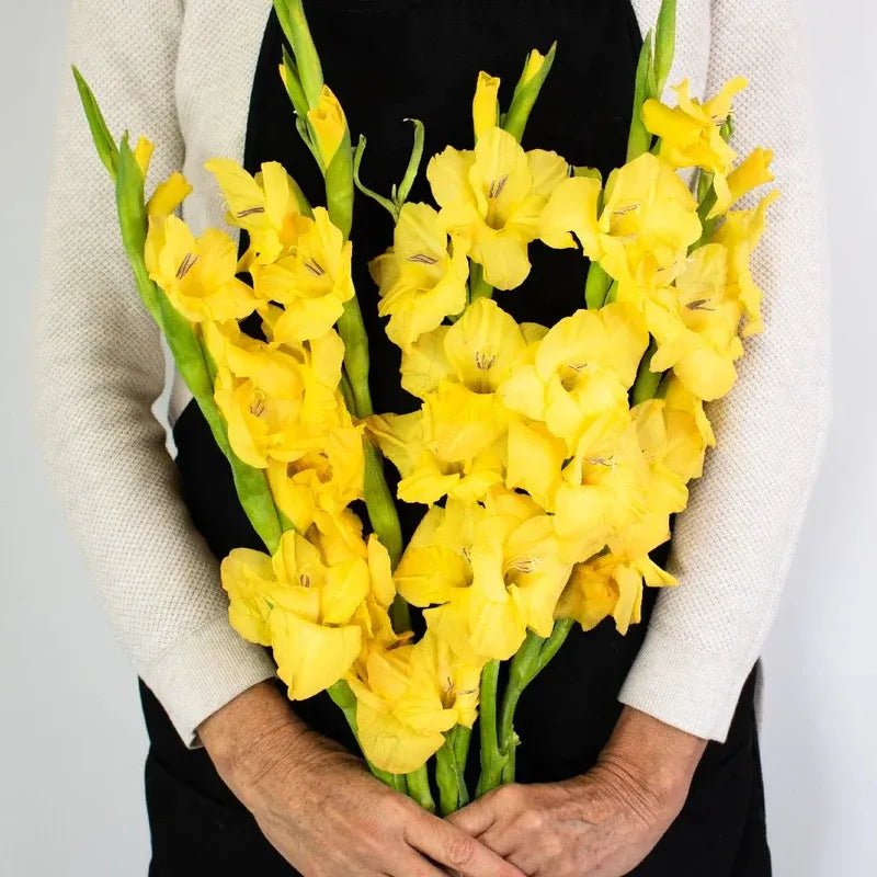Gladiolus - Yellow (10 Stems) - Laflora.ae