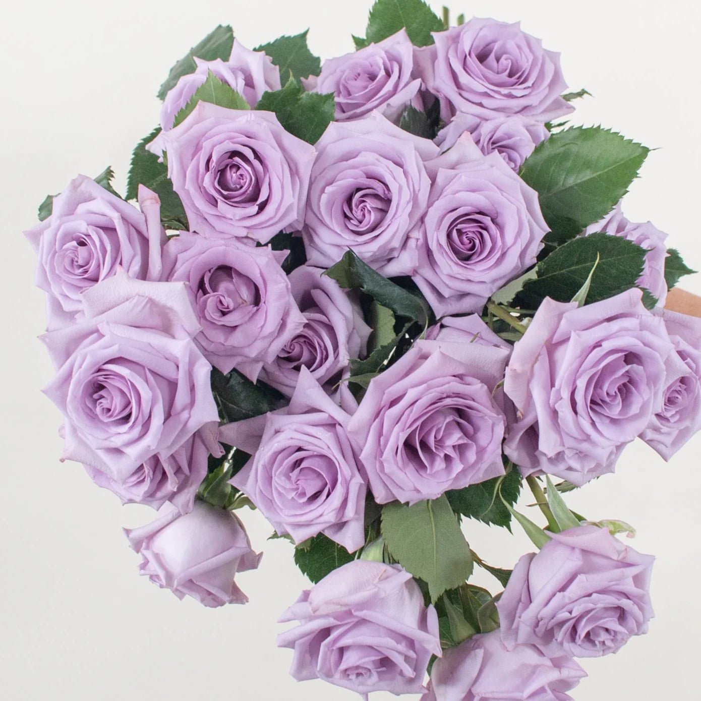 Lavender Rose - Premium - Laflora.ae