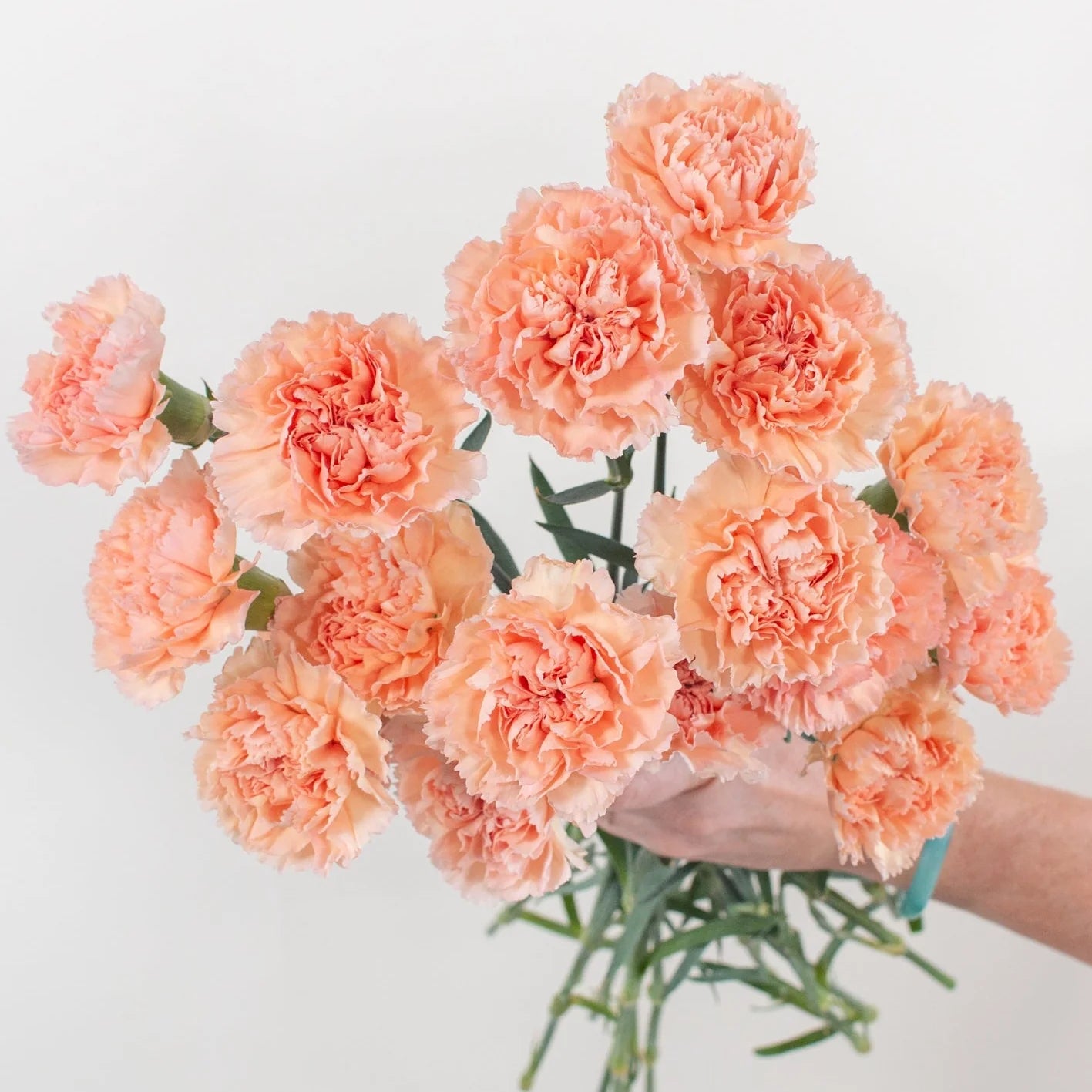 Carnation - Peach Wonder (20 Stems) - Laflora.ae
