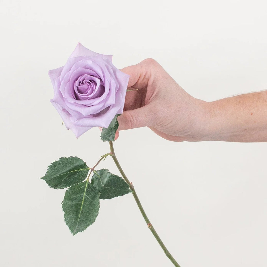 Lavender Rose - Premium - Laflora.ae