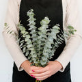 Eucalyptus - Baby (10 Stems) - Laflora.ae