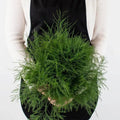 Tree Fern - Asparagus Setaceus (10 Stems) - Laflora.ae