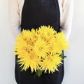 Chrysanthemum - Calafuria Sunny (10 Stems) - Laflora.ae