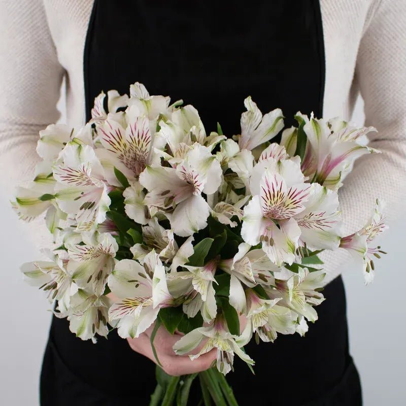 Ivory White Alstroemeria (Bunch) - Laflora.ae