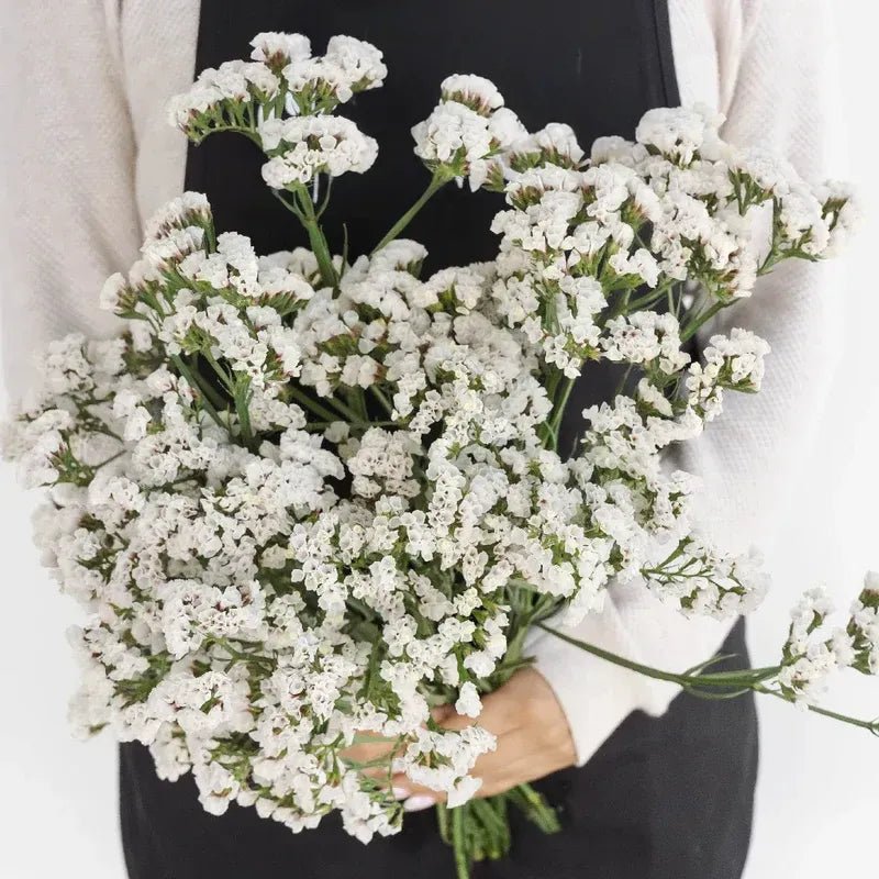 Statice - White (25 Stems) - Laflora.ae