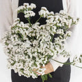 Statice - White (25 Stems) - Laflora.ae