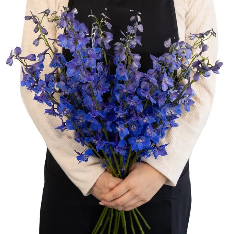 Delphinium - Royal Dark Blue (5 Stems) - Laflora.ae