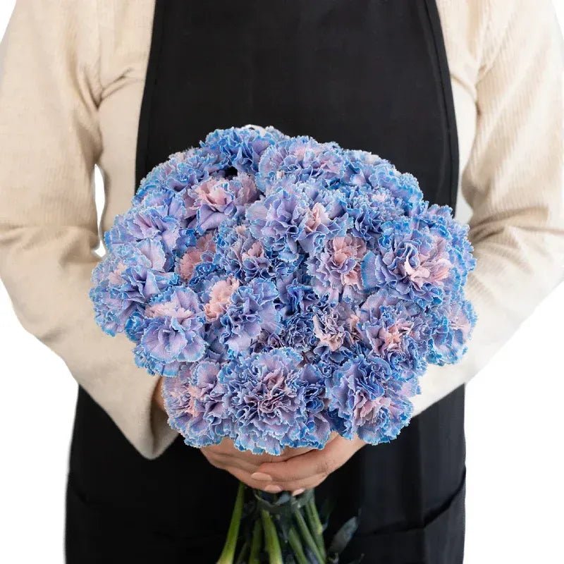 Carnation - Tinted Blue Breeze (25 Stems) - Laflora.ae