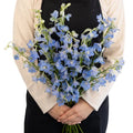 Delphinium - Light Blue (5 Stems) - Laflora.ae
