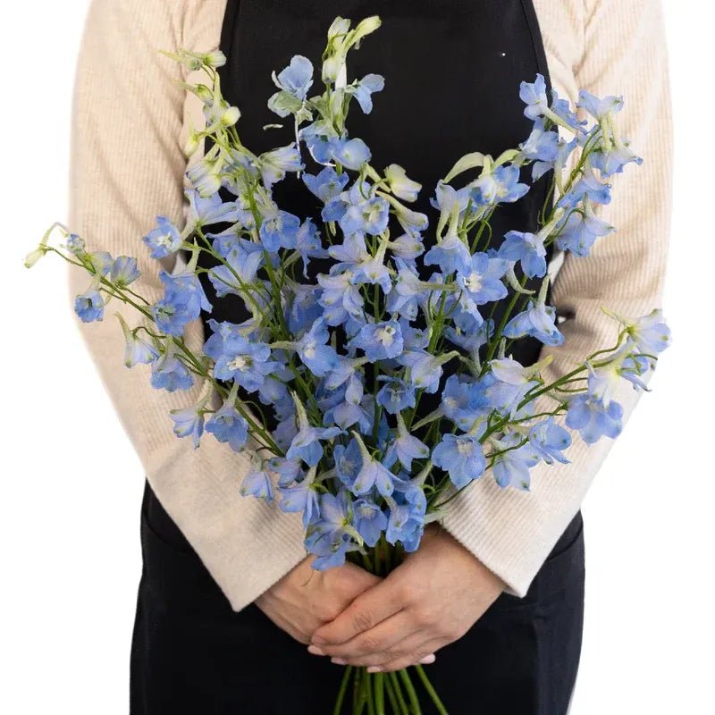 Delphinium - Light Blue (5 Stems) - Laflora.ae