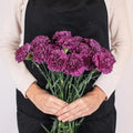 Carnation - Purple (20 Stems) - Laflora.ae