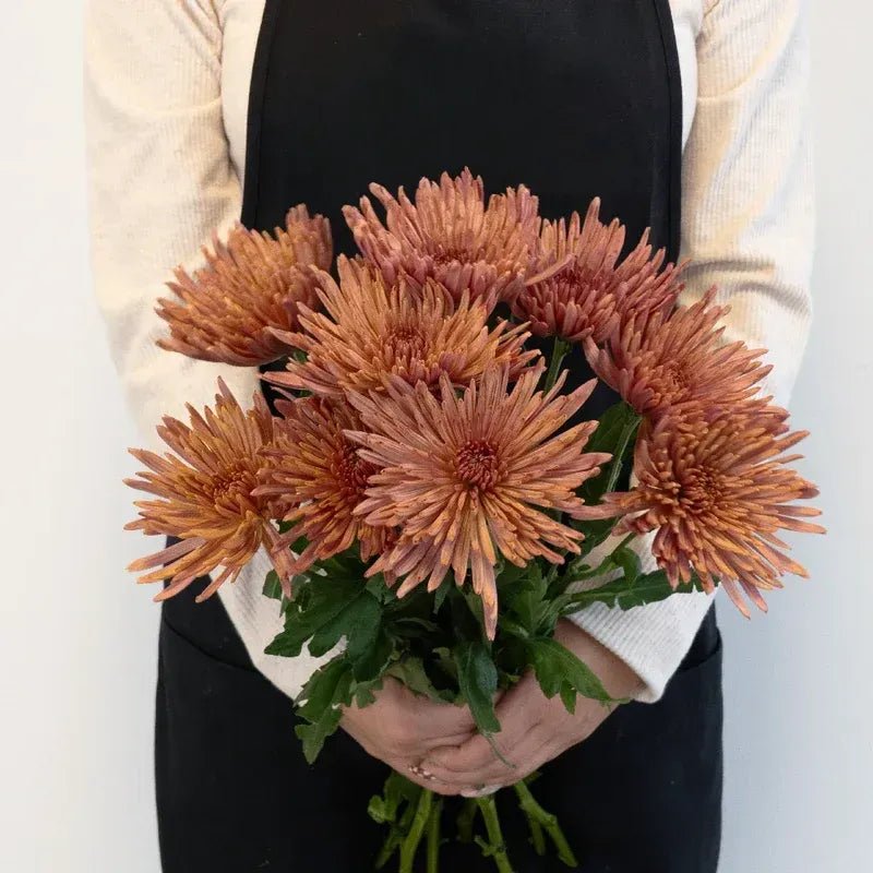 Chrysanthemum - Tierra (10 Stems) - Laflora.ae