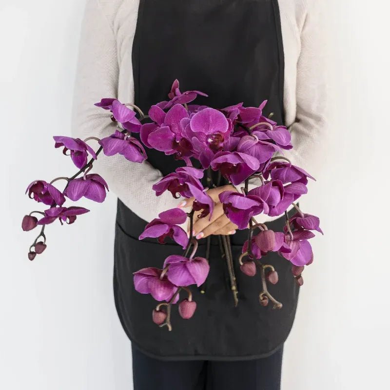 Phalaenopsis - Dark Purple (1 Stem) - Laflora.ae