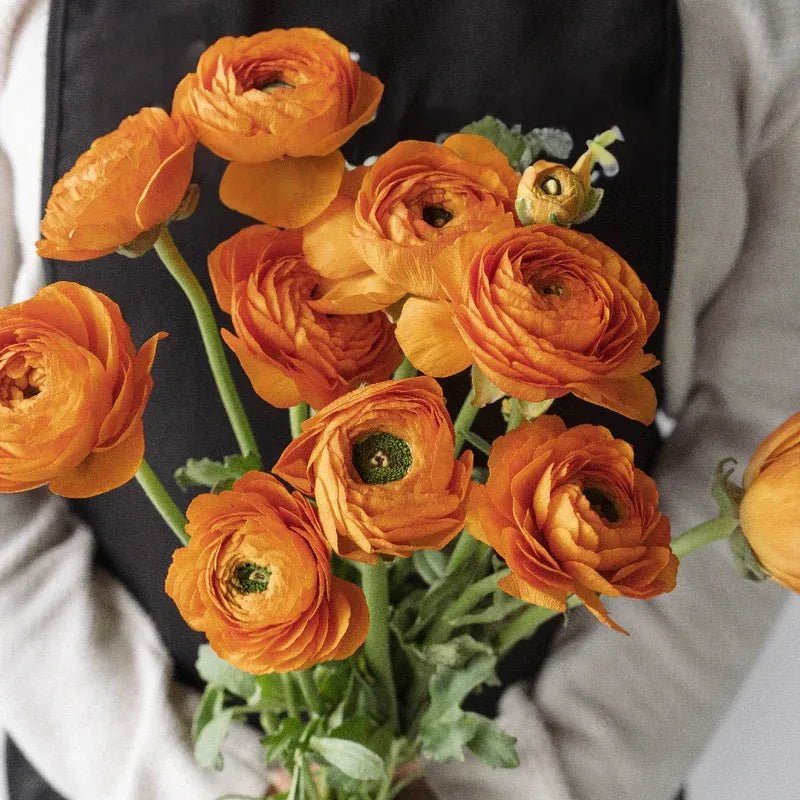 Ranunculus - Orange (10 Stems) - Laflora.ae