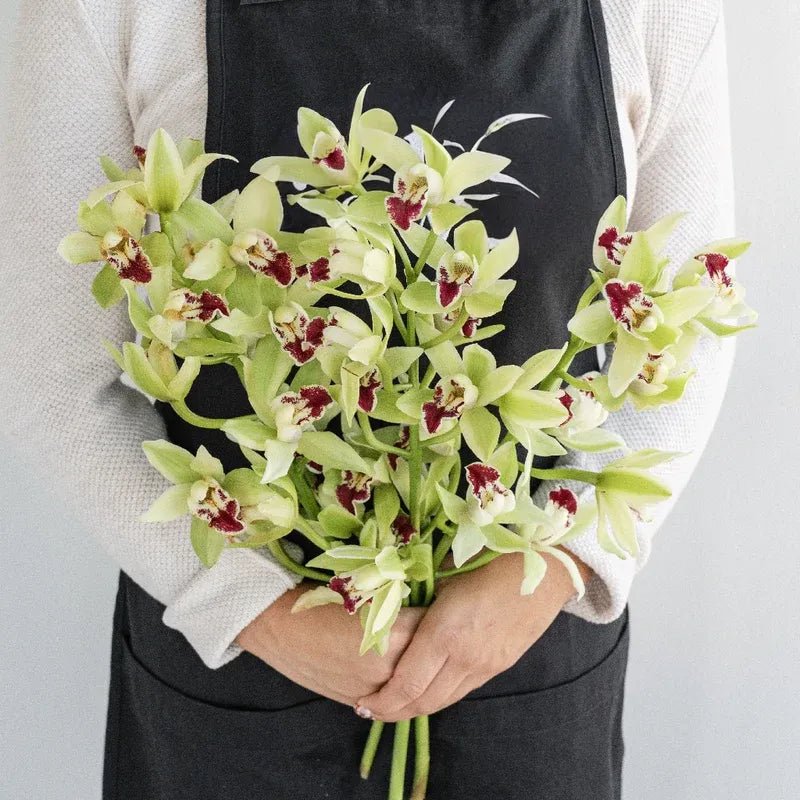 Cymbidium Orchids - Green Mini (1 Stem) - Laflora.ae