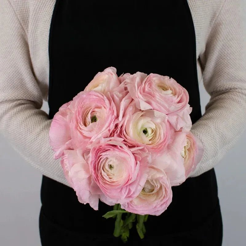 Ranunculus - Favola Cloony (10 Stems) - Laflora.ae