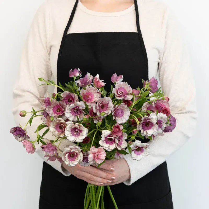 Ranunculus - Silver Magenta Butterfly (10 Stems) - Laflora.ae