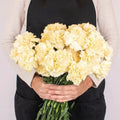 Carnations - Champagne (25 Stems) - Laflora.ae