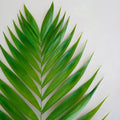 Emerald Palm - Leaf (5 Stems) - Laflora.ae